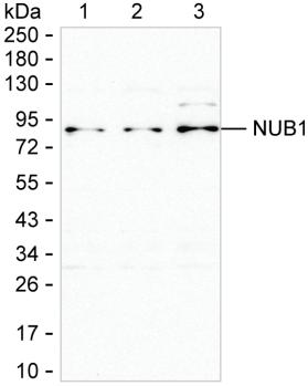 NUB1